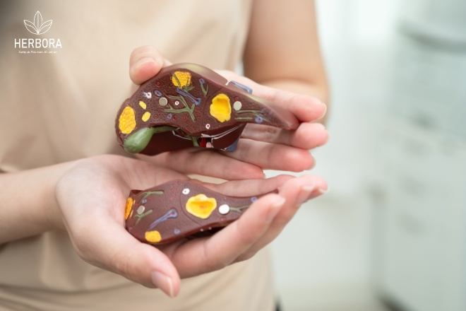 Thảo dược tốt cho gan