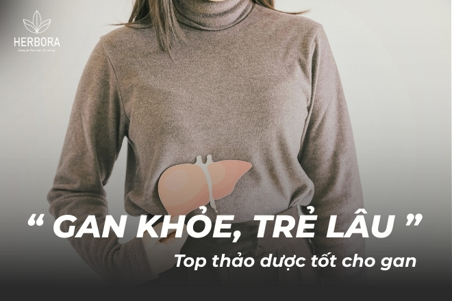 Thảo dược tốt cho gan